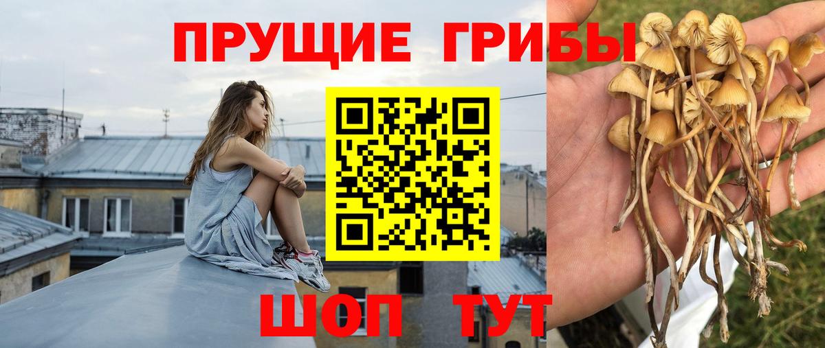 Псилоцибиновые грибы Cubensis Ипатово